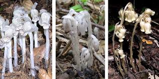 Image result for ギンリョウソウ