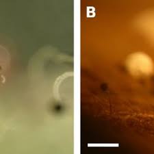 Attēlu rezultāti vaicājumam “Paradiacheopsis sp.”