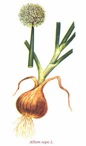 Attēlu rezultāti vaicājumam “Allium cepa”