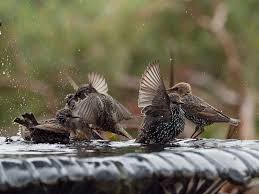 Image result for Seiurus noveboracensis