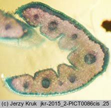 Attēlu rezultāti vaicājumam “Festuca polesica”