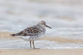 Image result for Calidris tenuirostris