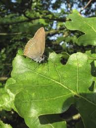 Attēlu rezultāti vaicājumam “Satyrium ilicis”