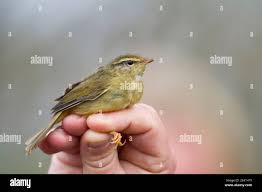 Image result for Phylloscopus schwarzi