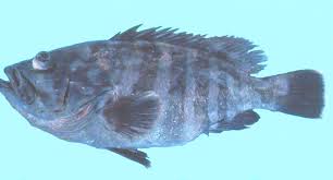 Image result for Hyporthodus niveatus