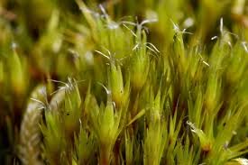 Attēlu rezultāti vaicājumam “Campylopus pyriformis”