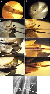 Image result for Gymnura micrura