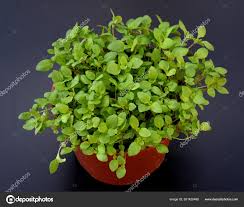 Image result for Majoran