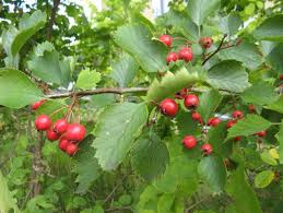 Attēlu rezultāti vaicājumam “Crataegus submollis”
