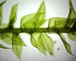 Attēlu rezultāti vaicājumam “Oxyrrhynchium hians var. rigidum”