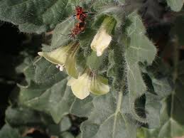 Image result for bilsenkraut