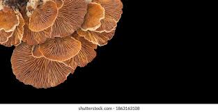 Attēlu rezultāti vaicājumam “Panellus stipticus”