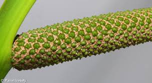 Attēlu rezultāti vaicājumam “Acorus calamus fruit”