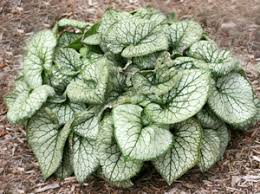 Image result for Brunnera `Jack Frost`