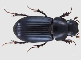 Attēlu rezultāti vaicājumam “Aphodius sp. imago”