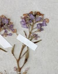 Attēlu rezultāti vaicājumam “Cakile maritima subsp. baltica flower”