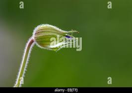 Attēlu rezultāti vaicājumam “Geranium pratense bud”