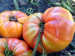 Afbeeldingsresultaat voor prudence purple tomato