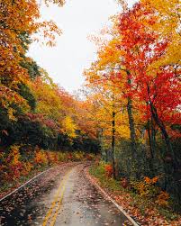 Bildergebnis für Fall…