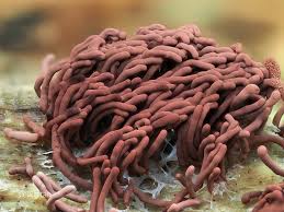 Attēlu rezultāti vaicājumam “Arcyria helvetica young”