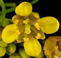 Attēlu rezultāti vaicājumam “Rorippa sylvestris leaf”