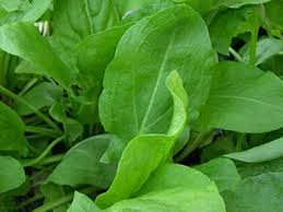 Attēlu rezultāti vaicājumam “Rumex acetosa”