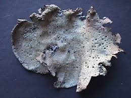 Attēlu rezultāti vaicājumam “Dermatocarpon miniatum”