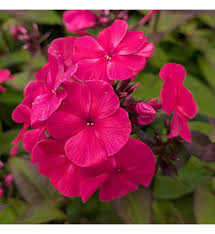Image result for Phlox paniculata `Sweet Summer`