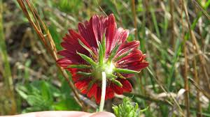 Image result for Gaillardia amblyodon