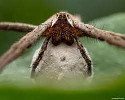 Attēlu rezultāti vaicājumam “Pisaura mirabilis female”