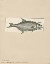 Image result for Lichia amia