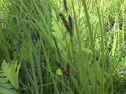 Attēlu rezultāti vaicājumam “Carex nigra”