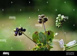 Attēlu rezultāti vaicājumam “Medicago lupulina bud”