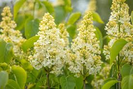 Attēlu rezultāti vaicājumam “Syringa vulgaris”