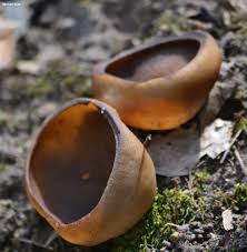 Attēlu rezultāti vaicājumam “Disciotis venosa”