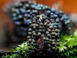 Attēlu rezultāti vaicājumam “Lamproderma violaceum”