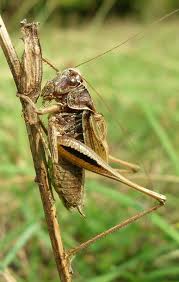 Attēlu rezultāti vaicājumam “Metrioptera brachyptera”