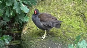 Attēlu rezultāti vaicājumam “Gallinula chloropus adult”