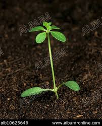 Attēlu rezultāti vaicājumam “Galium album leaf”