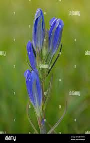 Attēlu rezultāti vaicājumam “Gentiana pneumonanthe flower”