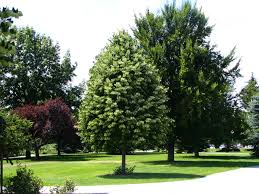 Attēlu rezultāti vaicājumam “Tilia tomentosa leaf”
