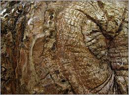 Attēlu rezultāti vaicājumam “Andricus quercuscorticis”