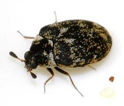 Attēlu rezultāti vaicājumam “Anthrenus sp.”