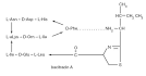 BACiiM™ Bacitracin for Injection USP Rx Only