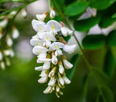 Attēlu rezultāti vaicājumam “Robinia pseudoacacia flower”