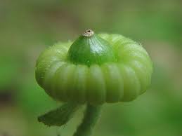 Image result for Malva alcea