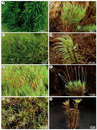 Attēlu rezultāti vaicājumam “Dicranum montanum sporophyte”