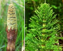 Attēlu rezultāti vaicājumam “Equisetum telmateia”