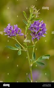 Attēlu rezultāti vaicājumam “Medicago sativa subsp. sativa flower”