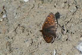 Attēlu rezultāti vaicājumam “Melitaea diamina underside”